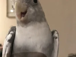 Hannah's little Parrots thread 🦜