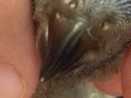 Small white dot on beak?