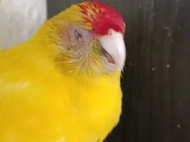 Kakariki eye problems