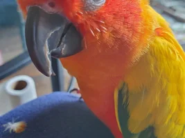Post pics of your moulting birds here!