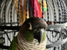 Green Cheek female plucking her feathers
