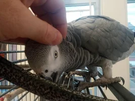 Downy feathers sticking out