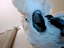 Cockatoo never wants to be in the cage
