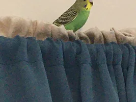 So I got her a nestbox....