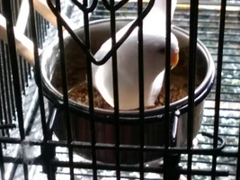 Conure and Two Budgies - Cages