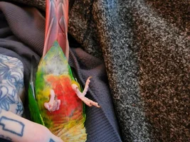 Feather concern