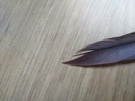 Feathers from Vane