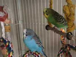 I just got parakeets and I have questions!