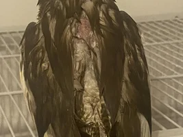 Female cockateil. I need help