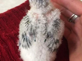 Baby pictures!
