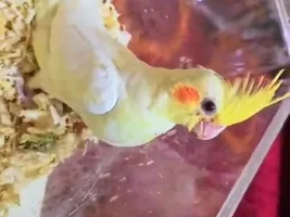 Male or female
