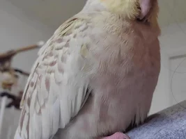 Have you ever been criticized for owning a bird?