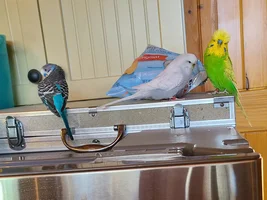 Ollie McBudgie's productive day