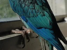 my green cheek conure's feathers are turning black from turquoise