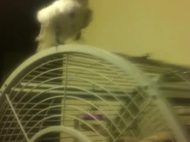 Hello New Umbrella Cockatoo Owner