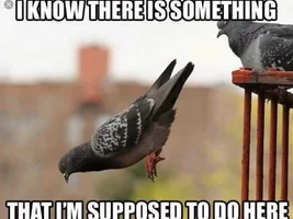 The best Bird meme!!