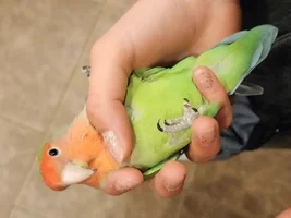 my birds foot