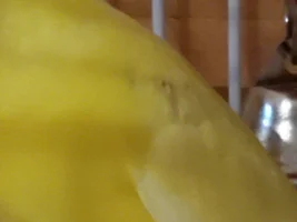 Can Budgies Pluck?