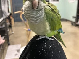 Flock Thread Volume 2