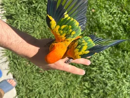 Red factor Sun conure