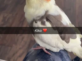 Cockatiel diet and health (In need of help!)