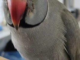 Indian Ringneck Parrot bleeding from his cheek (right side of his face). Vet said nothing's wrong.