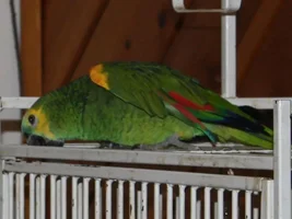 20ish year old male Amazon