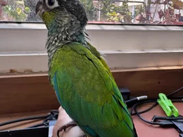 HELP my CBC having running nose
