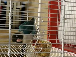 New Bird Owner-Quaker Parrot