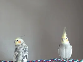 Re-establish bond after introducing second cockatiel?