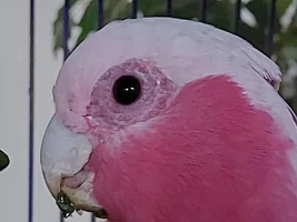How old is my galah?