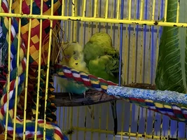 Leaning on his buddy