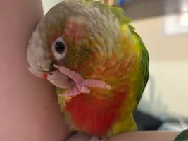 Im heartbroken, but I need advice on possibly rehoming.
