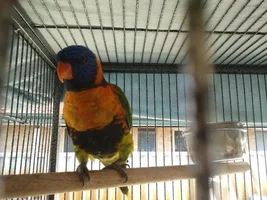 found lorikeet Help