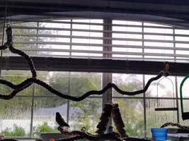 Green cheek conures not getting along