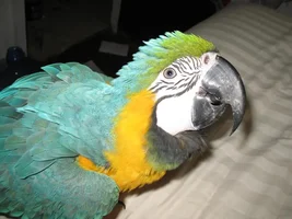 Hi everyone