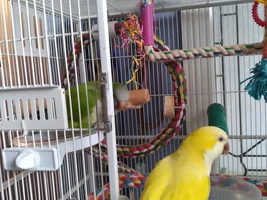 Laura's Flock Thread