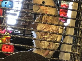 Thank you and Little Bird Update