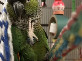 Two GCC and a Rock Conure Fly into a Forum...meet Buddy, Widget, and Cheerio!