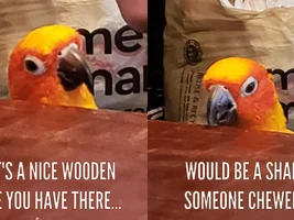 The best Bird meme!!