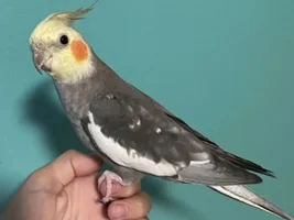 Let me draw your blorb!