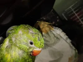 Asking about my ringneck babies
