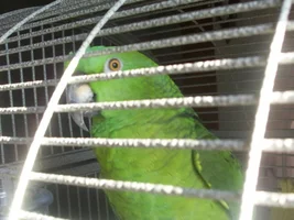 Just took in an abused Amazon-help!