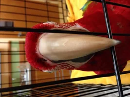 Facial Skin/Beak HELP