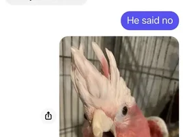 The best Bird meme!!