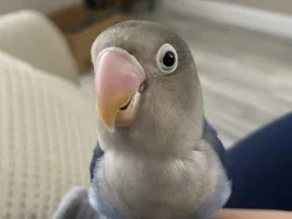 New Lovebird Owner - Help?