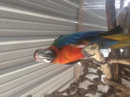 New Macaw Owner