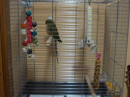 Alexandrine sounds &  cage accessories