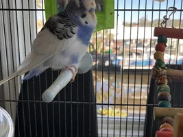 The Bubble Budgies!