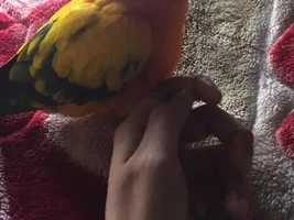 Conure HATES going back in cage